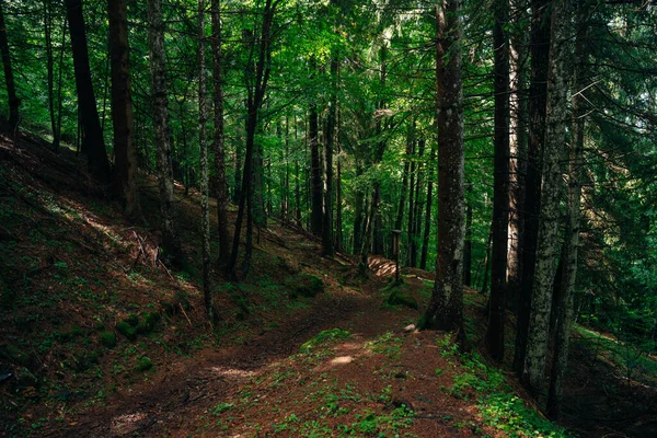Magiczny Baśniowy Las Las Iglasty Pokryty Zielonym Mchem Mistyczna Atmosfera — Zdjęcie stockowe