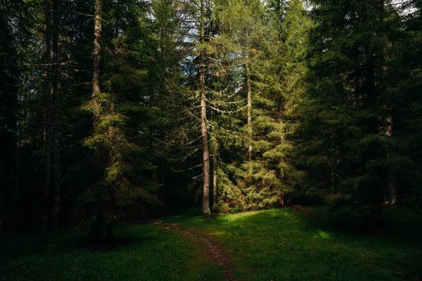 Sihirli Peri Masalı Ormanı Yeşil Yosun Kaplı Kozalaklı Orman Mistik — Stok fotoğraf
