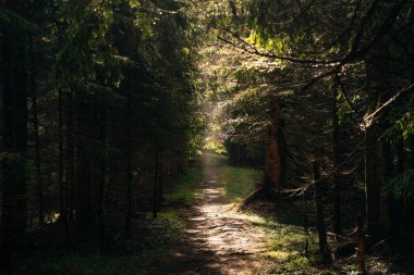 Sihirli peri masalı ormanı. Yeşil yosun kaplı kozalaklı orman. Mistik atmosfer. Dolomite 'lar, İtalya. Yüksek kalite fotoğraf