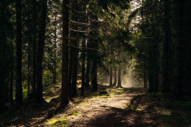 Sihirli peri masalı ormanı. Yeşil yosun kaplı kozalaklı orman. Mistik atmosfer. Dolomite 'lar, İtalya. Yüksek kalite fotoğraf