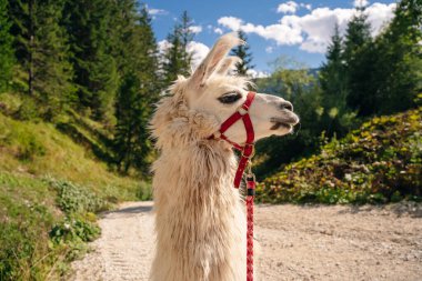 Beyaz Lama 'nın açık hava portresi. Hayvanat bahçesi hayvanları. Hayvanları koruma ve çiftlik hayatı kavramı. Yüksek kalite fotoğraf