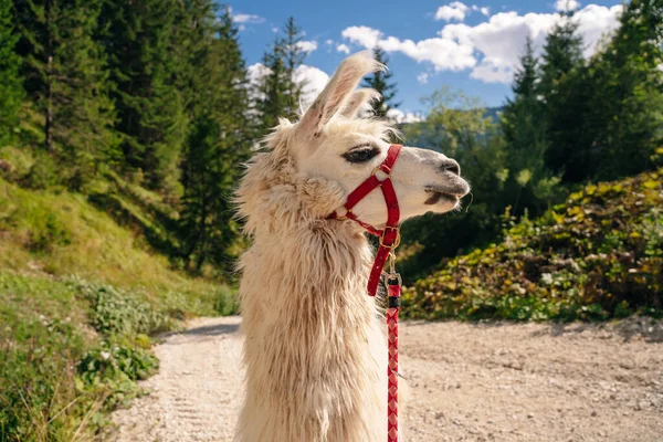 Beyaz Lama 'nın açık hava portresi. Hayvanat bahçesi hayvanları. Hayvanları koruma ve çiftlik hayatı kavramı. Yüksek kalite fotoğraf