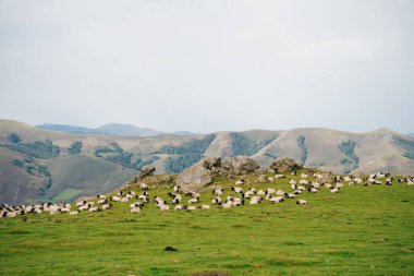 Fransa Pireneler 'in dağlarında bir koyun. Yüksek kalite fotoğraf