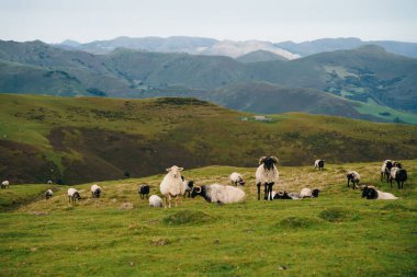 Fransa Pireneler 'in dağlarında bir koyun. Yüksek kalite fotoğraf
