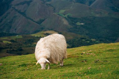 Fransa Pireneler 'in dağlarında bir koyun. Yüksek kalite fotoğraf