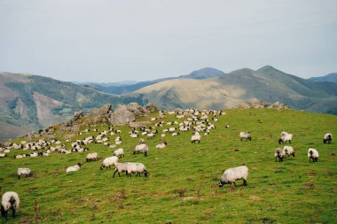 Fransa Pireneler 'in dağlarında bir koyun. Yüksek kalite fotoğraf