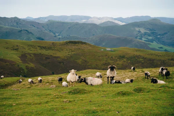Fransa Pireneler 'in dağlarında bir koyun. Yüksek kalite fotoğraf