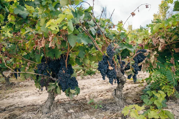 Grappolo Uva Rossa Vigna Spagna Foto Alta Qualità — Foto Stock