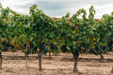 Üzüm bağında kırmızı bir demet üzüm, İspanya. Yüksek kalite fotoğraf