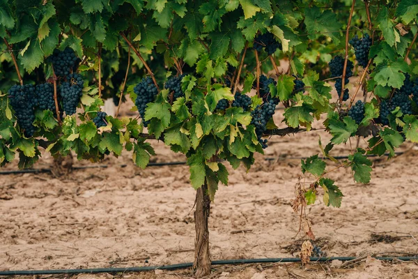 Röda Vindruvor Vingården Spanien Högkvalitativt Foto — Stockfoto