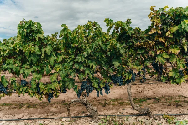 ブドウ畑の赤の束 スペイン 高品質の写真 — ストック写真