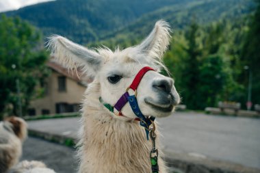 Beyaz Lama 'nın açık hava portresi. Hayvanat bahçesi hayvanları. Hayvanları koruma ve çiftlik hayatı kavramı. Yüksek kalite fotoğraf
