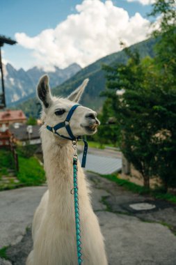 Beyaz Lama 'nın açık hava portresi. Hayvanat bahçesi hayvanları. Hayvanları koruma ve çiftlik hayatı kavramı. Yüksek kalite fotoğraf