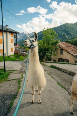 Beyaz Lama 'nın açık hava portresi. Hayvanat bahçesi hayvanları. Hayvanları koruma ve çiftlik hayatı kavramı. Yüksek kalite fotoğraf