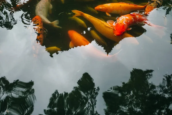 Gouden Karpers Koi Vissen Vijver Hoge Kwaliteit Foto — Stockfoto
