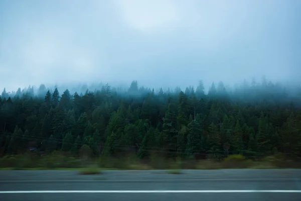 Mglista Droga Przez Las Iglasty Wysokiej Jakości Zdjęcie — Zdjęcie stockowe