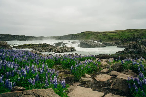 Typical Iceland Landscape Lupine Flowers Field Summer Time High Quality — Stock Photo, Image