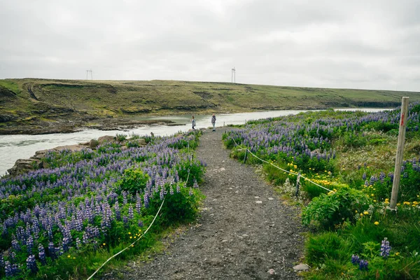 Typische Isländische Landschaft Mit Lupinenblütenfeld Sommerzeit Hochwertiges Foto — Stockfoto