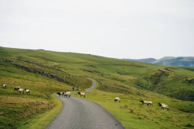 Fransa Pireneler 'in dağlarında bir koyun. Yüksek kalite fotoğraf