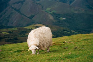 Fransa Pireneler 'in dağlarında bir koyun. Yüksek kalite fotoğraf