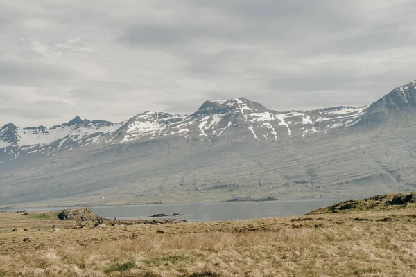 Manada Renos Silvestres Fiordos Orientales Islandia Sobre Fondo Montañas Nevadas — Foto de Stock