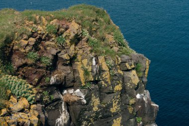 İzlanda 'daki civcivlerle dolu bir yuvanın üzerinde oturuyorlar. Yüksek kalite fotoğraf