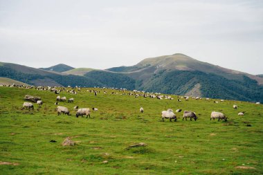 Fransa Pireneler 'in dağlarında bir koyun. Yüksek kalite fotoğraf
