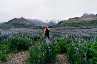 Lupin çiçekli tipik İzlanda manzarası. Yaz zamanı. Yüksek kalite fotoğraf