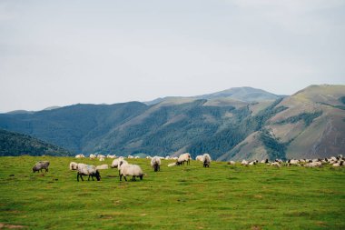 Fransa Pireneler 'in dağlarında bir koyun. Yüksek kalite fotoğraf