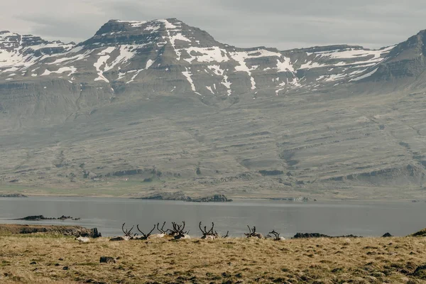 Stádo Divokých Sobů Island East Fjordy Pozadí Zasněžených Hor Kvalitní — Stock fotografie