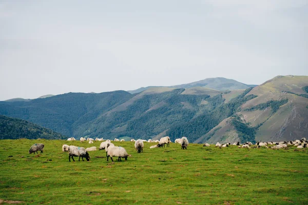Fransa Pireneler 'in dağlarında bir koyun. Yüksek kalite fotoğraf