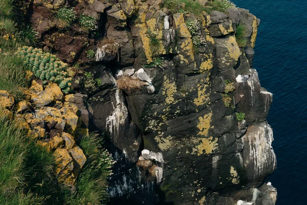 Kittiwake Sitzt Auf Einem Nest Mit Küken Island Hochwertiges Foto — Stockfoto