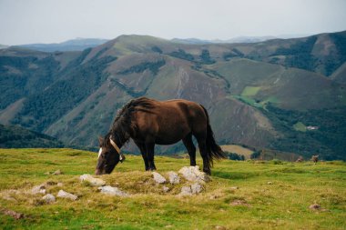 Güneş doğarken Larrau Dağı 'nın tepesinde bedava atlar. Fransa 'nın Pirene-Atlantik ormanlarında ya da Irati ormanlarında. Yüksek kalite fotoğraf