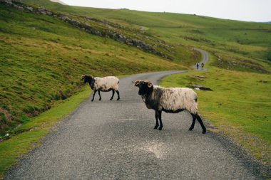 Fransa Pireneler 'in dağlarında bir koyun. Yüksek kalite fotoğraf