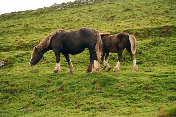 Cavalos Livres Nascer Sol Topo Monte Larrau Floresta Selva Irati — Fotografia de Stock