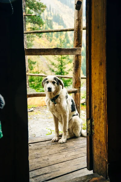 Stray Dog Waiting Door High Quality Photo — Stock Photo, Image