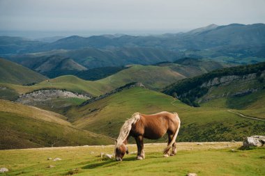 Güneş doğarken Larrau Dağı 'nın tepesinde bedava atlar. Fransa 'nın Pirene-Atlantik ormanlarında ya da Irati ormanlarında. Yüksek kalite fotoğraf