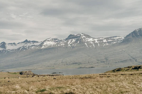 Dzikie Stado Reniferów Islandia Fiordy Wschodnie Tle Śnieżnych Gór Wysokiej — Zdjęcie stockowe