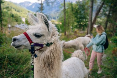 İtalya 'da, ormanda lamalı bir kız. Yüksek kalite fotoğraf