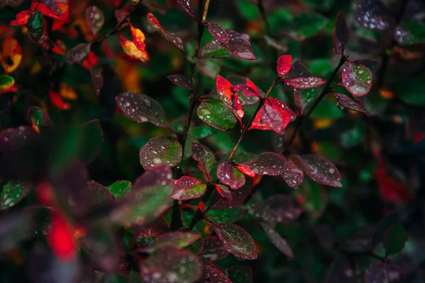 Islak Sonbahar Yeşili Yapraklar Yüksek Kalite Fotoğraf — Stok fotoğraf