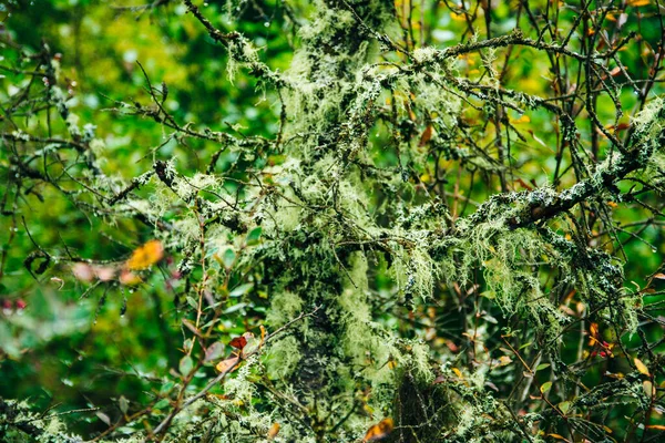 Aiguilles Dans Une Forêt Humide Près Photo Haute Qualité — Photo