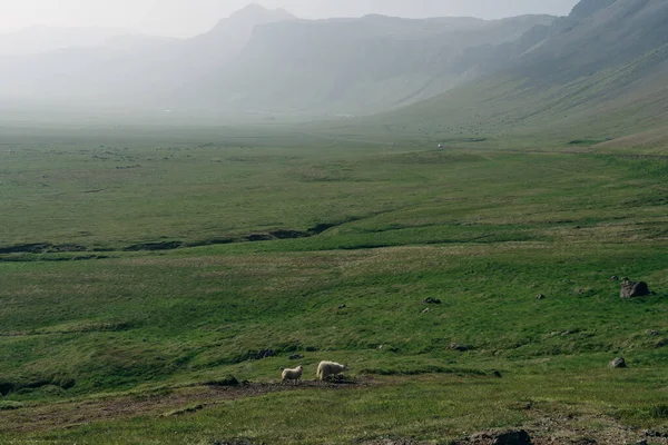 Ovelhas Pastam Fundo Natureza Majestosa Nevoeiro Musgo Islandês Foto Alta — Fotografia de Stock