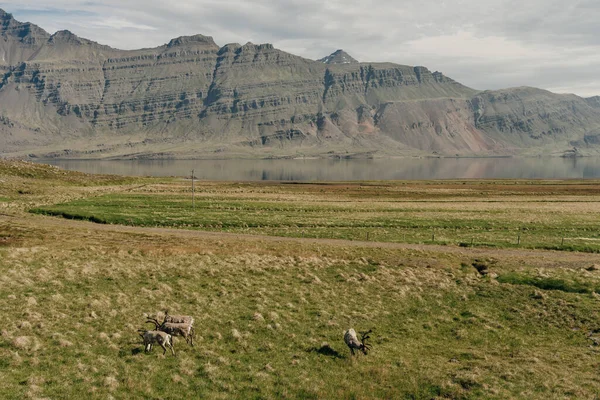 Dzikie Stado Reniferów Islandia Fiordy Wschodnie Tle Śnieżnych Gór Wysokiej — Zdjęcie stockowe