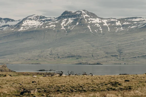 Dzikie Stado Reniferów Islandia Fiordy Wschodnie Tle Śnieżnych Gór Wysokiej — Zdjęcie stockowe