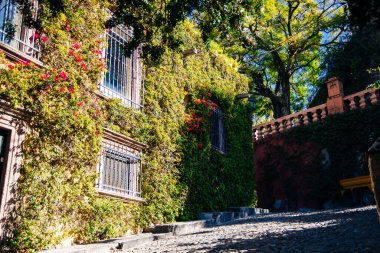 Ev tamamen sarmaşıkla kaplanmış. Brezilya - Mayıs, 2019.