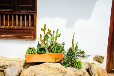 Meksika 'da küçük çömleklerde karışık kaktüs ve sulu. Yüksek kalite fotoğraf