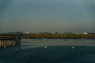 Kuşlarla geleneksel tuz toplama kampı, Aveiro, Portekiz. Yüksek kalite fotoğraf
