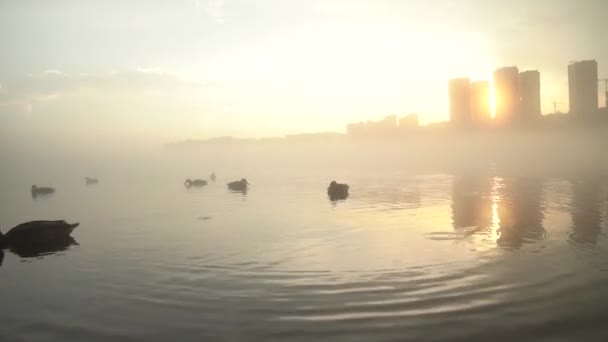 Mlhavá Mlhavá Krajina Rybníka Při Západu Slunce Dvěma Kachnami Plavajícími — Stock video
