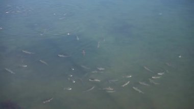 Yayın balığıyla suyun en üst görüntüsü