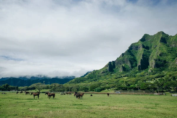 Lófarm Kualoa Ranch Oahu Hawaii Kiváló Minőségű Fénykép — Stock Fotó